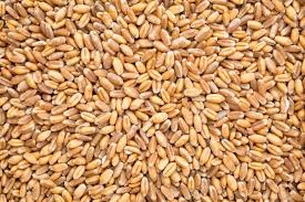 Hard Red Winter Wheat 